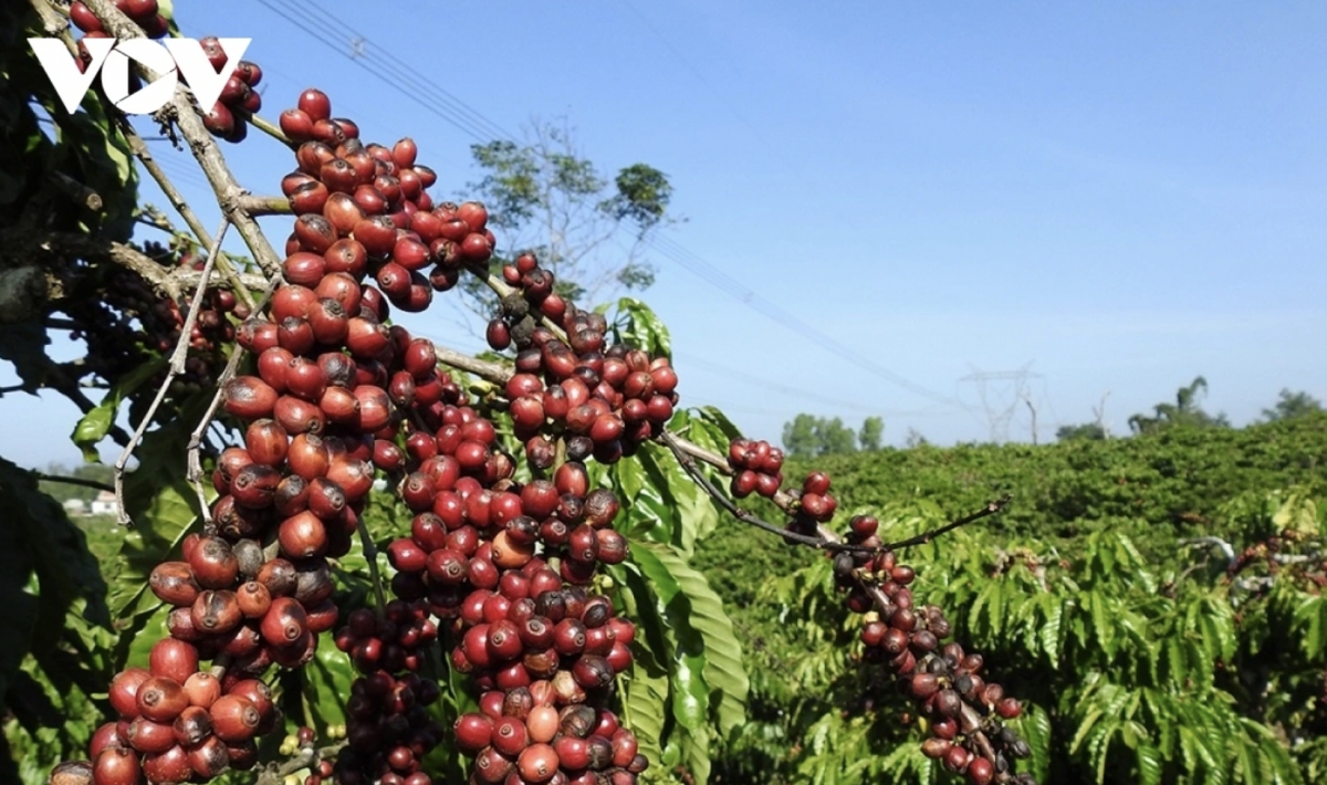 Coffee exports fall sharply in volume, hit record high in value